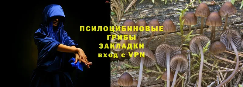 Галлюциногенные грибы Psilocybine cubensis Сосновка